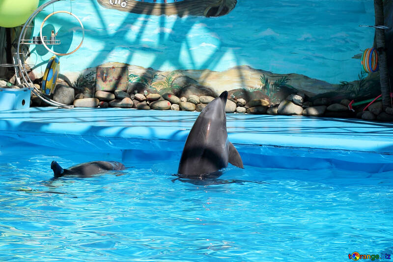 Trained dolphins №25298