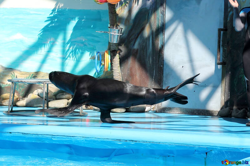 Sea lion in the circus №25225