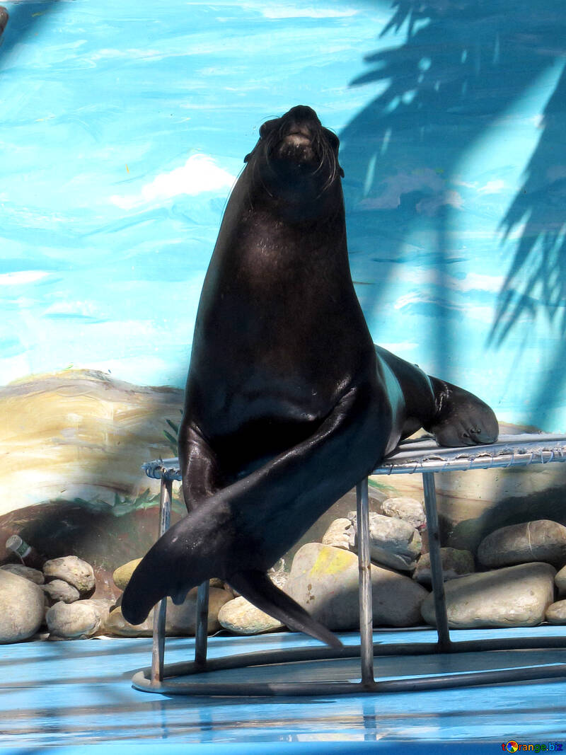 Sea lion in the circus №25400