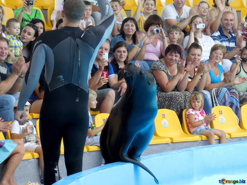 Sea lion in the circus №25402