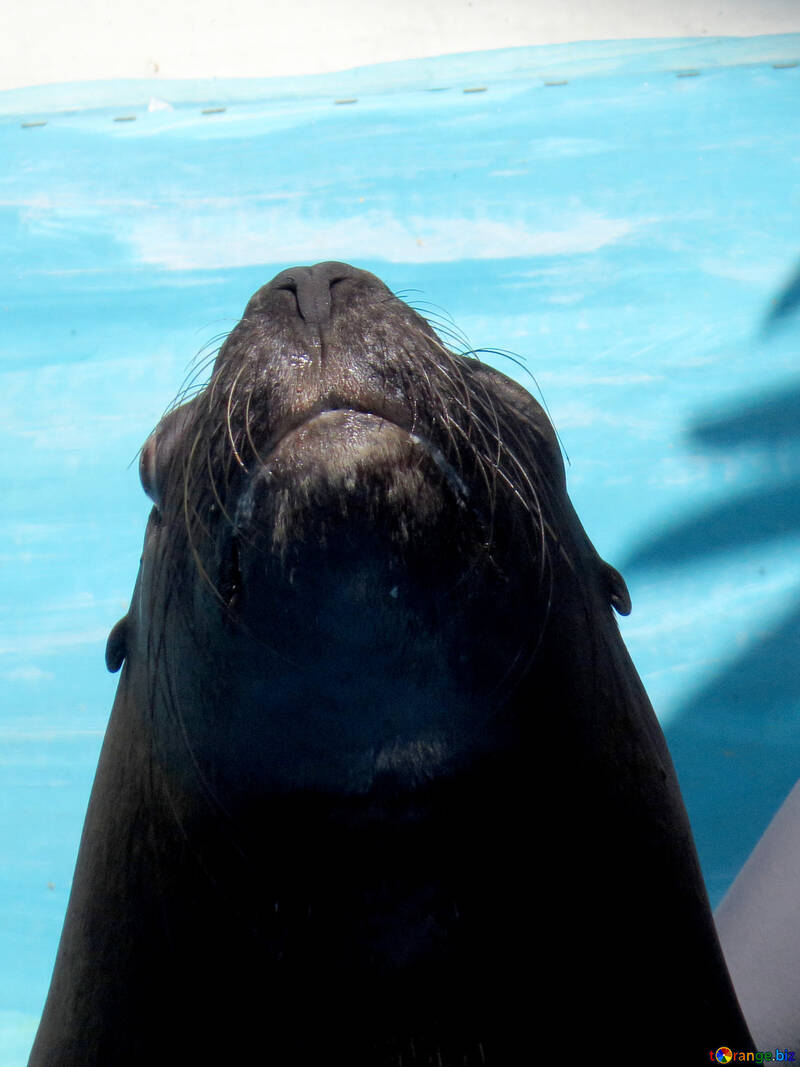 Snout sea lion №25392
