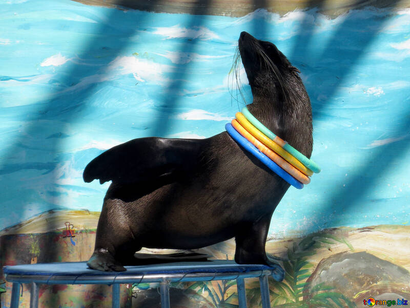 Fur Seal in circus №25427