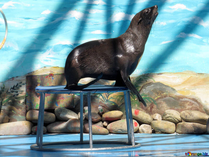 Fur Seal in circus №25461