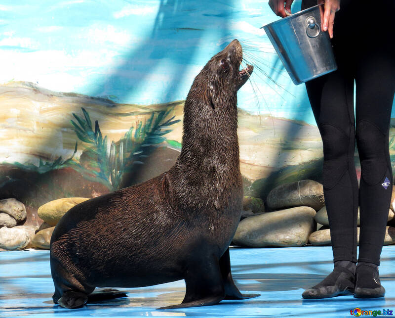 Fur seal eats №25412
