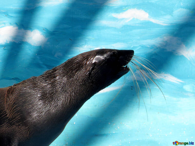 Whiskers fur seal №25469