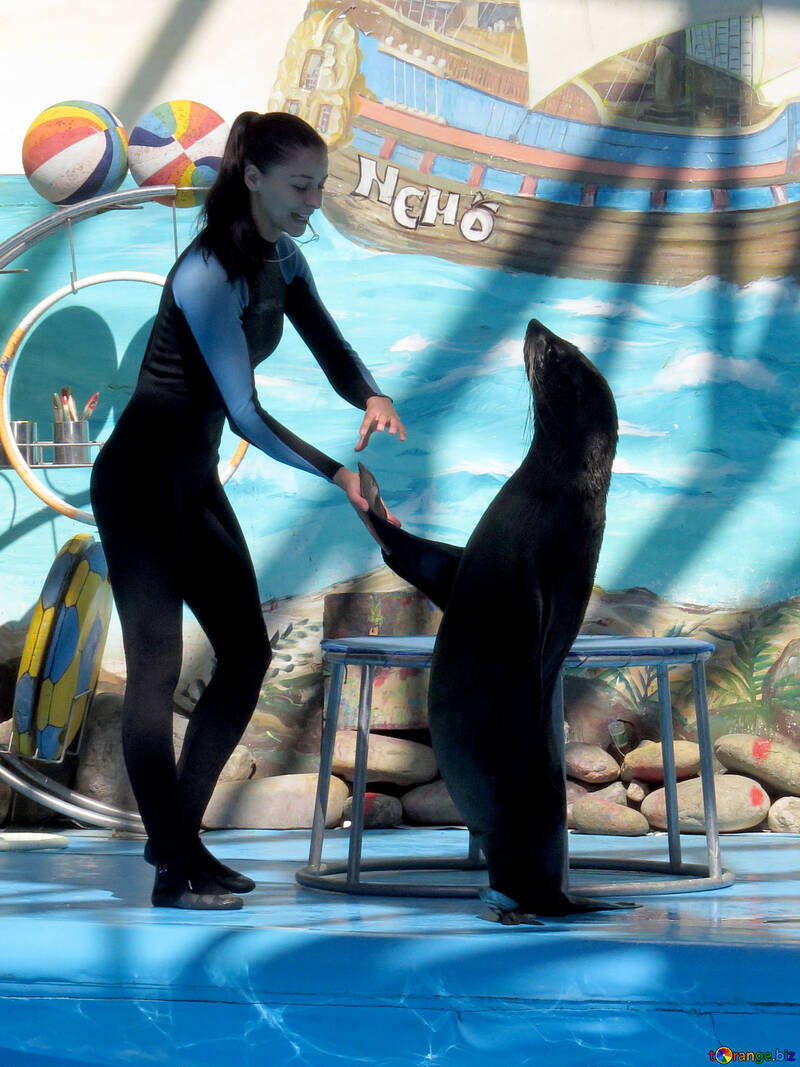 Seal dancing with trainer №25418