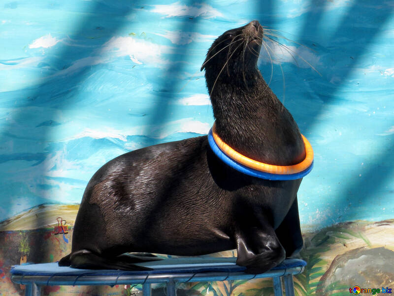 Seal with hoop №25429