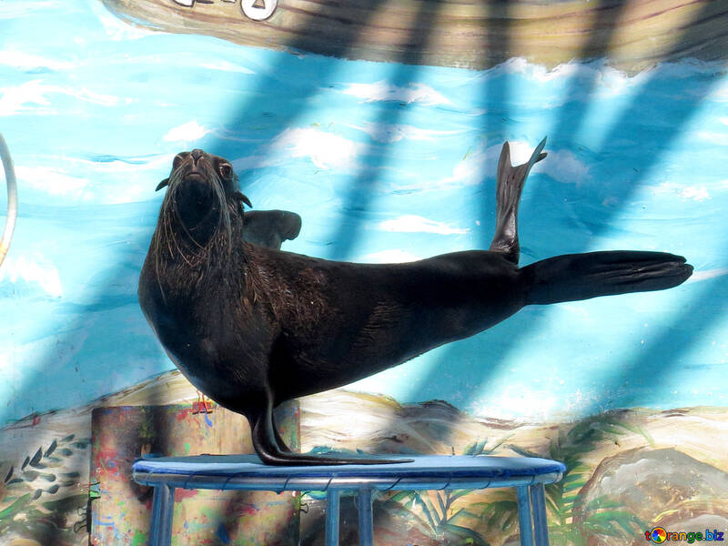Seal stands on one Fins №25438