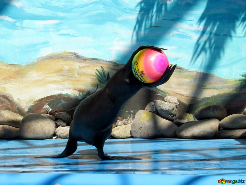 Fur seal caught the ball №25447