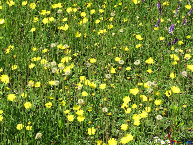 Dandelions in the grass №25016