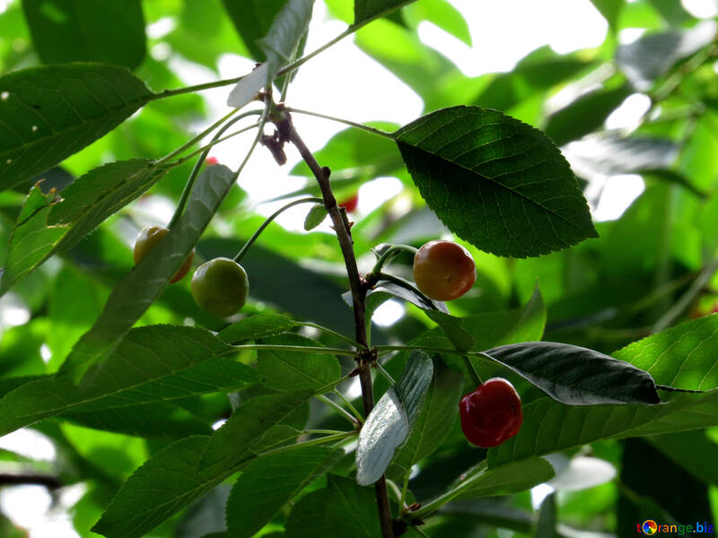 Cherry grows on tree №25980