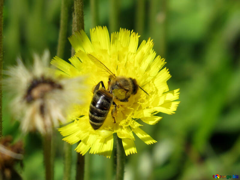 Bee on yellow flower №25013