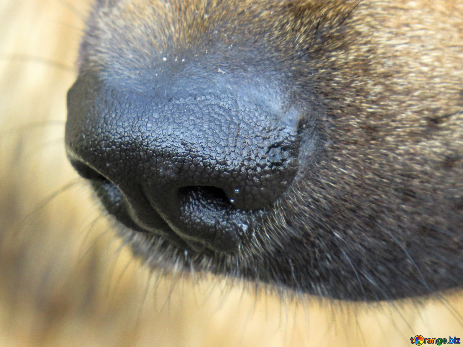 У собаки на носу корка. Гиперкератоз (hyperkeratosis) собак. Нос собаки. Глаза овчарки. Глаза немецкой овчарки.