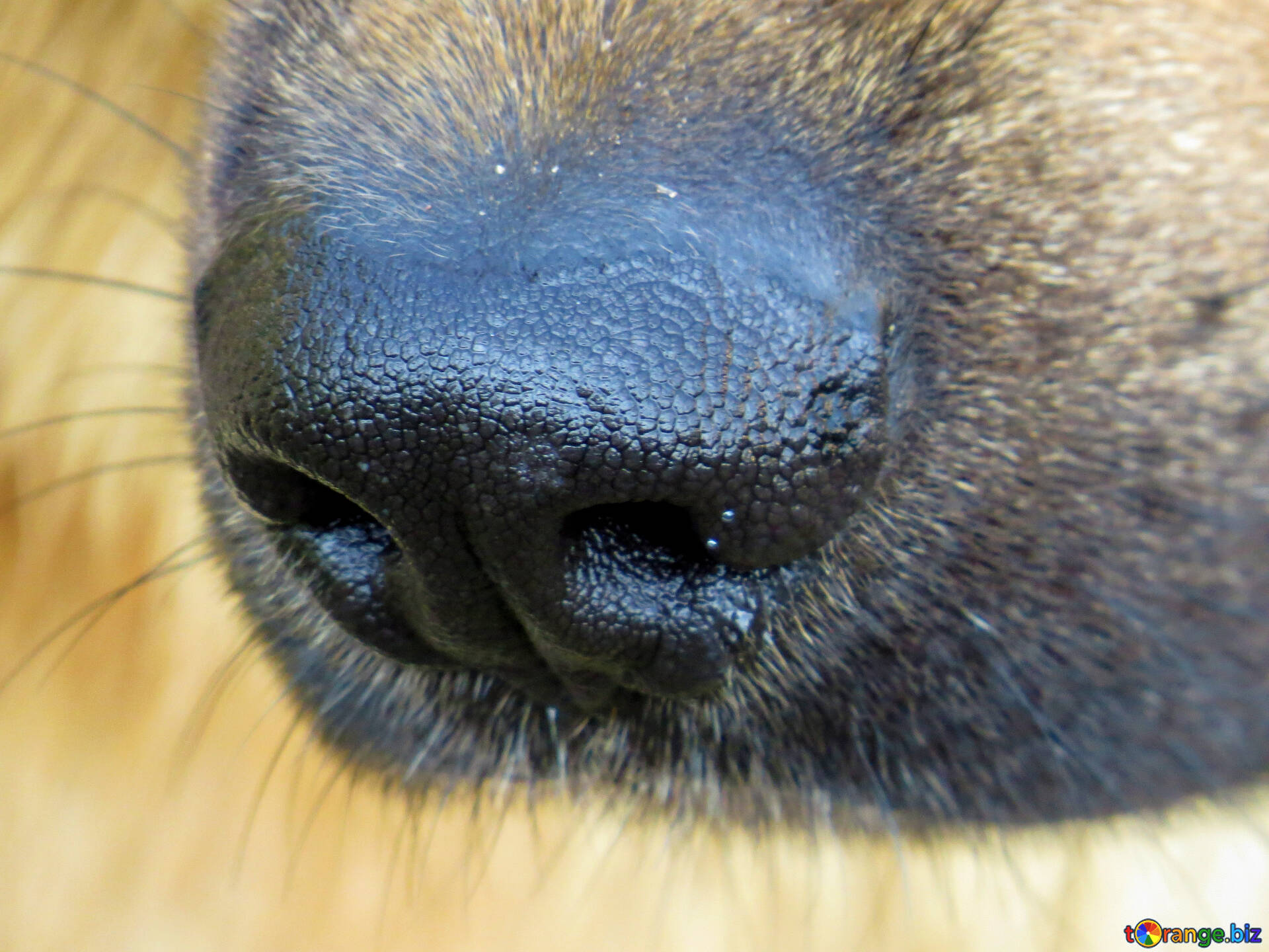 Какой нос у щенка