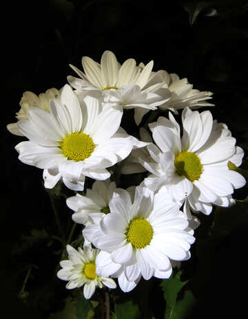 White flowers with yellow middle