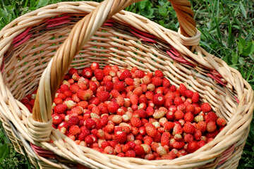 Récolte de fraises №26033