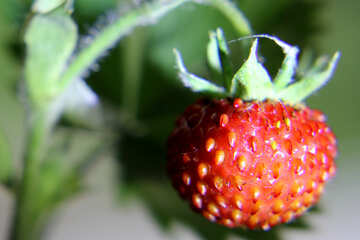 Erdbeere №26003