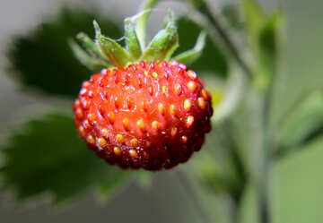 Strawberry №26006