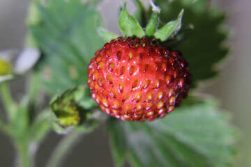 Strawberry №26009