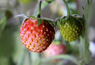 Gathering strawberries №26020