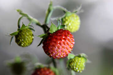 Green strawberries №26021