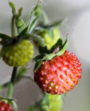 Strawberries №26022