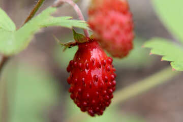 Strawberries №26045