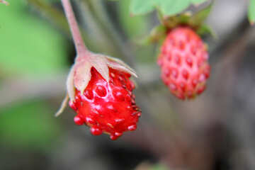 Strawberries №26047