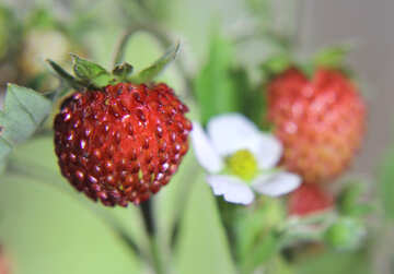 Strawberries with flower