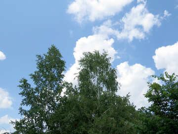Birch and sky №26642