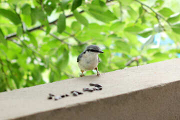 Bird seed chooses №26816