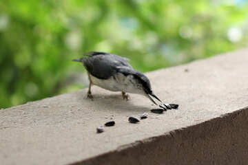 Bird seed takes №26802