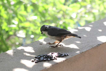 Bird steals seeds №26788