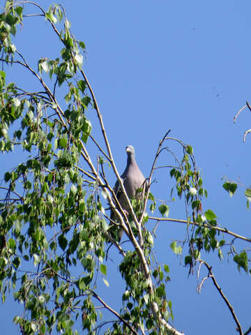 Wood pigeon №26566