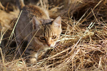 Cat in ambush №26072