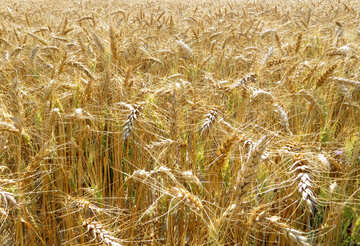 Пшениця для хліба №26848