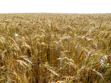 穀物の耕作 №26850