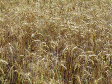 Cultivo de cereales №26827