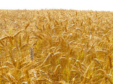 Ripe wheat №26839