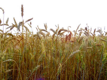 Ripe wheat №26852