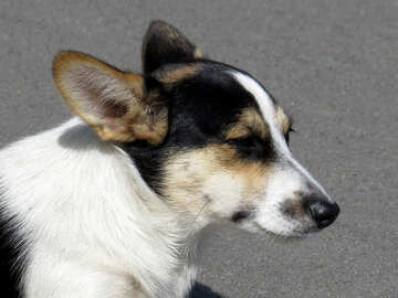 Portrait of stray dog №26894