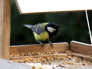 Bird feeders with bird №26864