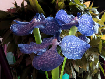 Bright blue flowers №26626