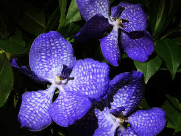 Bouquet of blue orchids №26618