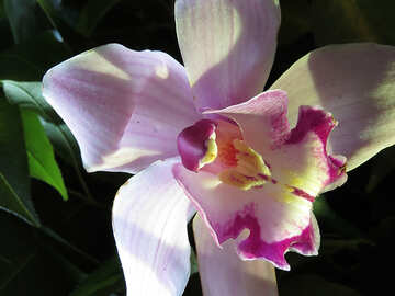 Klasse Orchideen №26612