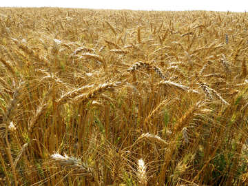 Coltivazione di grano №26843