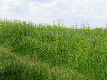 Meadow grass №26643