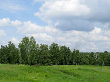 Background birch grove №26755