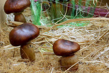Cogumelos de bolotas e castanhas №26989