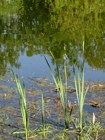 Reeds near the shore №26582